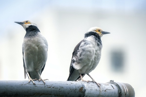 A madaraknál is előfordul, hogy nem szólnak egymáshoz. MInt a sértődött felek a szexhiányos párkapcsolatban.