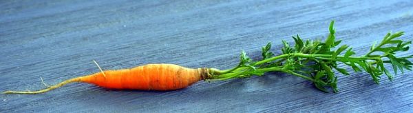 carrot-3118858_640.jpg